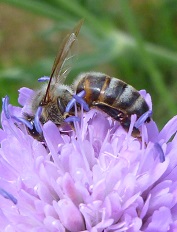 scabieuse des champs et abeille